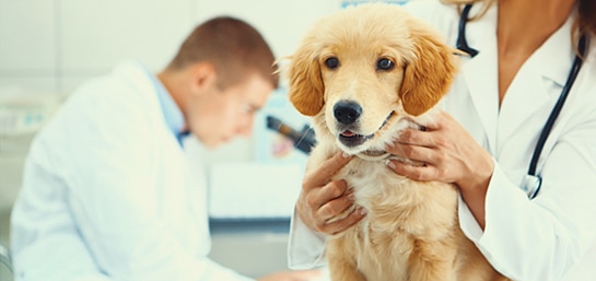 ¿Cómo funcionan los seguros para mascotas?
