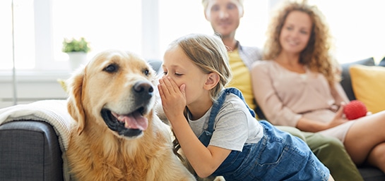 ¿Qué es un seguro de mascotas?