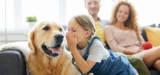 seguros-co-personas-mascotas-preguntas-frecuentes-que-es-seguro-mascotas