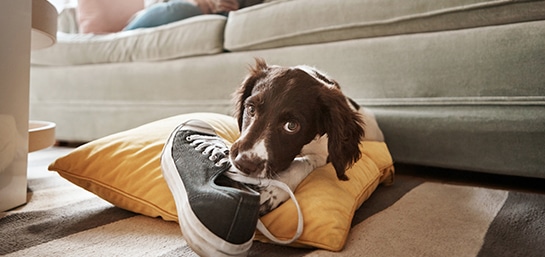 ¿Qué pasa si mi perro muerde a alguien?